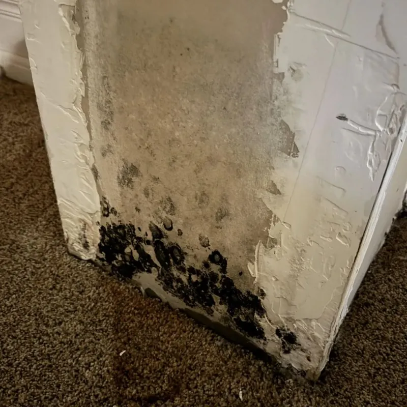 Professional Mold Removal in Youngstown, NY